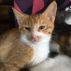生後1ヶ月　子猫5兄妹里親募集