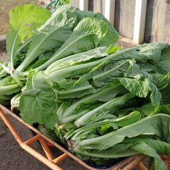 野菜や果物のご寄付お願いします♪！【子ども食堂＆フードパントリーへ】