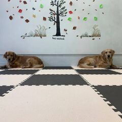 【犬好き集まれ！】昇給・賞与あり◎手当充実☆ブランク可・年齢不問！児童指導員としてお持ちのスキルを活かしませんか？の画像