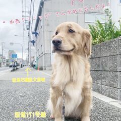 【犬好き集まれ！】昇給・賞与あり◎手当充実☆ブランク可・年齢不問！児童指導員としてお持ちのスキルを活かしませんか？の画像