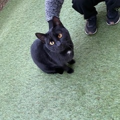 黒猫の里親様募集してます。