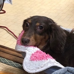 甘え坊のダックスフンドです