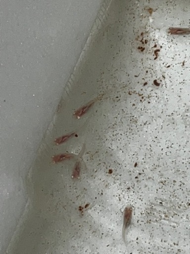 メダカ　龍の瞳稚魚（1cm強）5匹