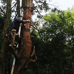 総合造園業として困った庭木のお手入れから大木伐採、提案型除草対策全てお任せください！ - 剪定/造園