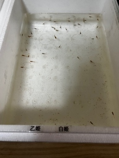 メダカ　乙姫\u0026白姫稚魚5匹ずつ