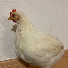ニワトリ　オス　2ヶ月半