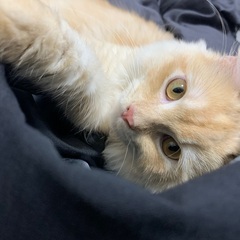 里親を探しています。