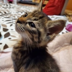 里親募集します　3ヶ月　2匹