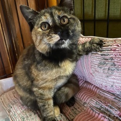 子猫の里親様募集させて頂きます