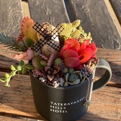 お好みの多肉植物の寄せ植えいっしょに作りましょう🤗