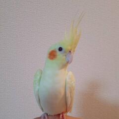 オカメインコ見つかりました(⌒0⌒)／~~
