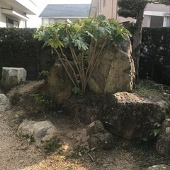 庭石　踏み石　縁側石　鑑賞用岩　お譲りしますの画像