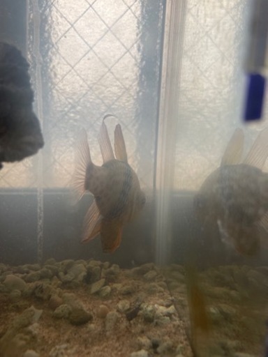 水槽　海水魚