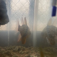 水槽　海水魚の画像