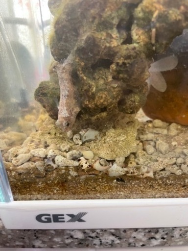 水槽　海水魚