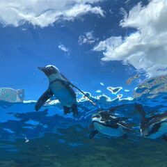 「ペンギンカフェ会」2/15(火)13:30☆天空のペンギンを見...