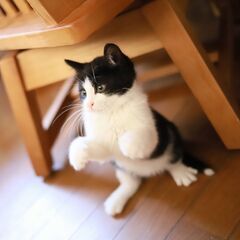 【里親決定】ハチワレ女子の「うに」 - 松原市