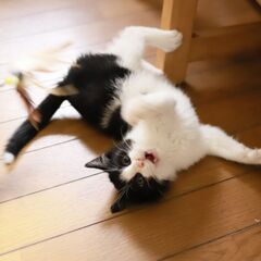 【里親決定】ハチワレ女子の「うに」 - 猫