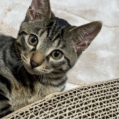 ５ヶ月の子猫4にゃん里親募集❣️                ...