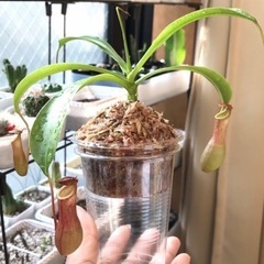 食虫植物　ウツボカズラ