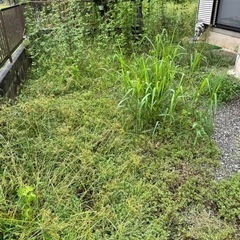 ⭕️草刈り⭕️剪定⭕️お任せ下さい - 地元のお店