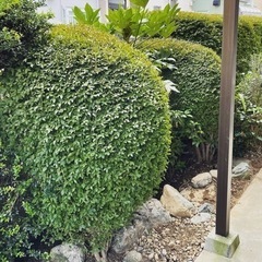 ⭕️草刈り⭕️剪定⭕️お任せ下さい - 川越市