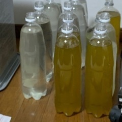 メダカの針子用の餌にゾウリムシいかがですか？