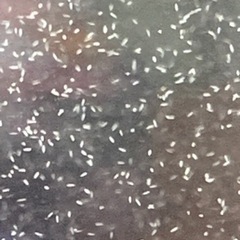 メダカの針子用の餌にゾウリムシいかがですか？の画像