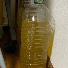 メダカの針子用の餌にゾウリムシいかがですか？の画像