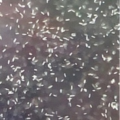 メダカの針子用の餌にゾウリムシいかがですか？の画像