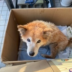 迷子犬保護しました