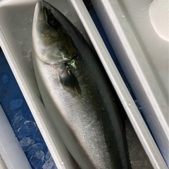 年末年始、お正月用の海産物販売します！