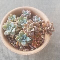 多肉植物譲ります（寄せ植え）
