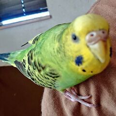 セキセイインコが迷子になりました