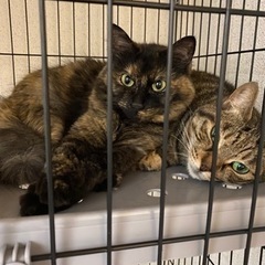 サビ猫 2歳
