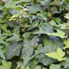 【終了/有難うございました‼】 鉢植え イングリッシュアイビー(...