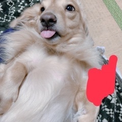 追記、修正しています。ミニチュアダックス兄弟  白2
