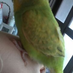 手乗りセキセイインコ幼鳥