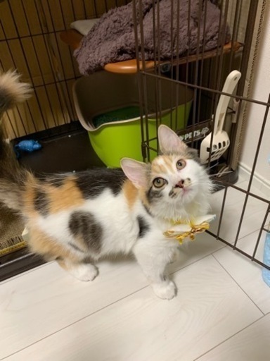 ねこケージ