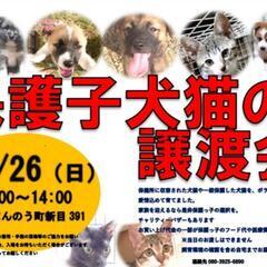 💠譲渡会を開催します💠