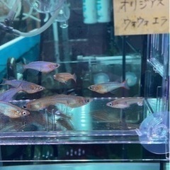 ブラックタライロンの中古が安い！激安で譲ります・無料で