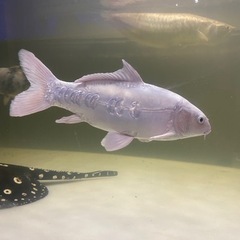 錦鯉  2匹