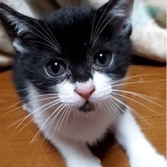 2ヶ月のこねこ　里親様決まりました！