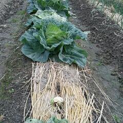 無農薬　稲わら　藁　わら　しめ縄　メダカ越冬　めだか　家庭菜園　野菜作り　防寒　保温　マルチ　納豆　お正月　クリスマスリースの画像