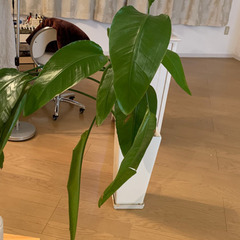 観葉植物　《オーガスタ》の画像