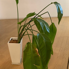 観葉植物　《オーガスタ》の画像