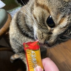 成猫(まだ1歳ぐらい)