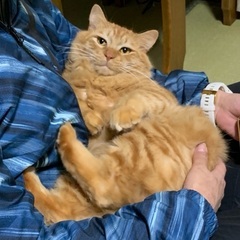 トライアル中にてお問い合わせお待ちください/夜の車道に伏せていた...