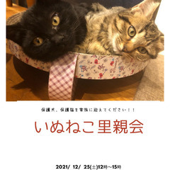 ねこ里親会