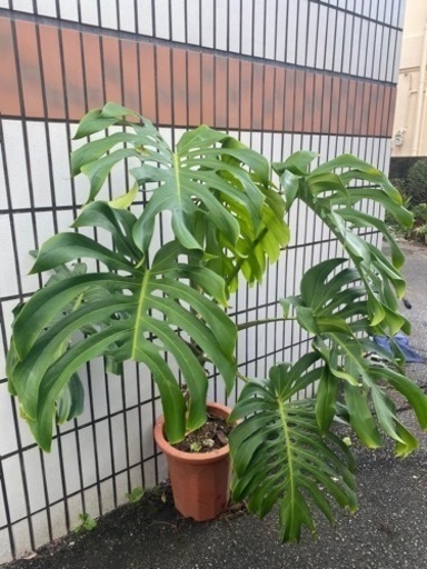 モンステラ鉢植え(商談中)